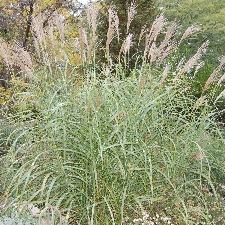 Miscanthus sinensis 'Zebrinus' - Zebra Grass from Hoffie Nursery