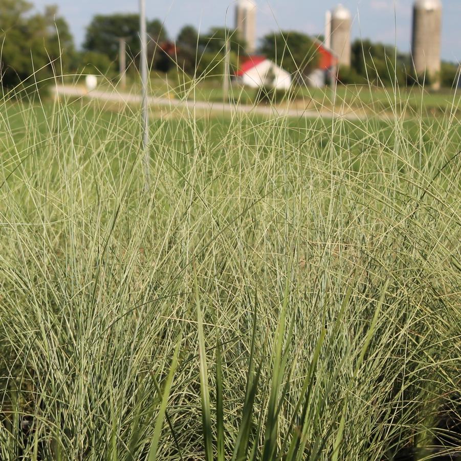 Miscanthus sinensis 'Morning Light' - Japanese Silver Grass from Hoffie Nursery