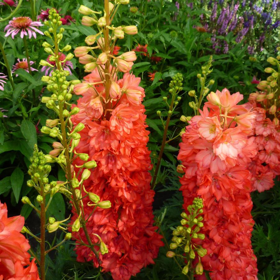 Delphinium elatum 'Red Lark' - Larkspur from Hoffie Nursery