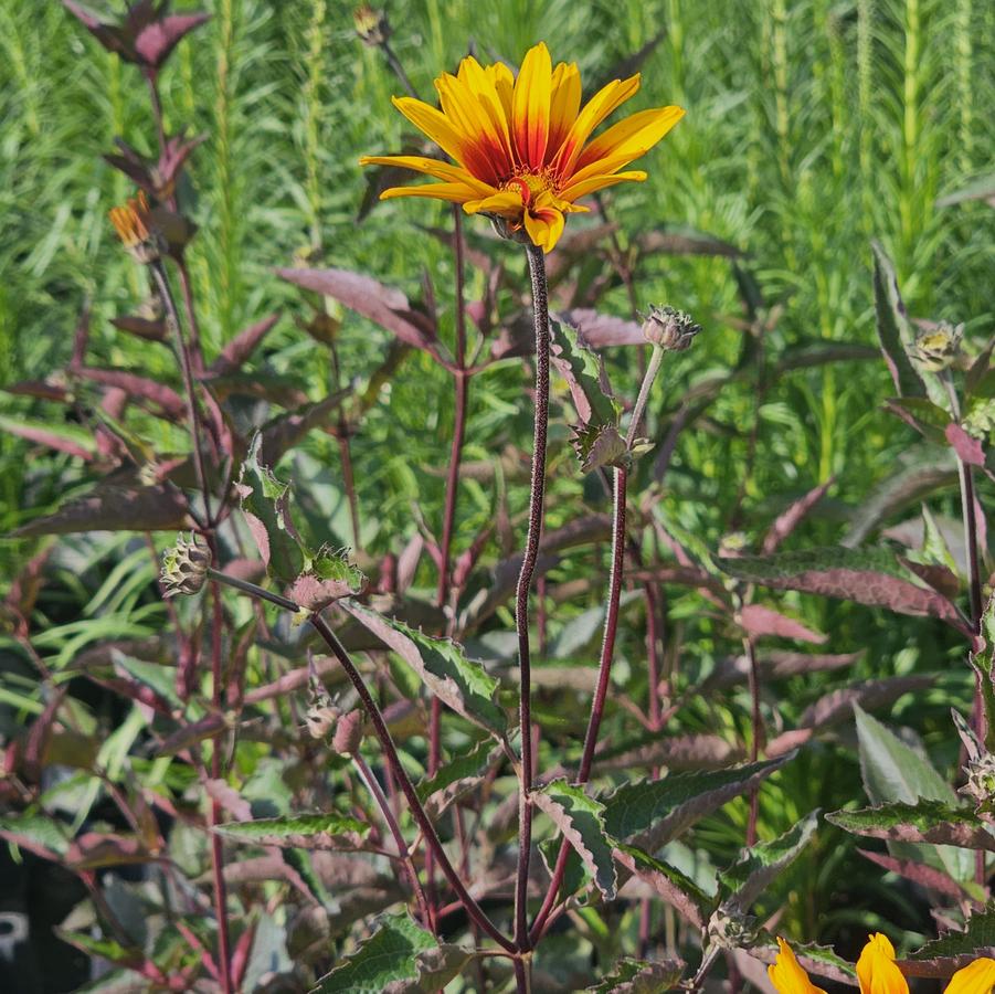 Heliopsis helianthoides v. scabra 'Burning Hearts' - False Sunflower from Hoffie Nursery