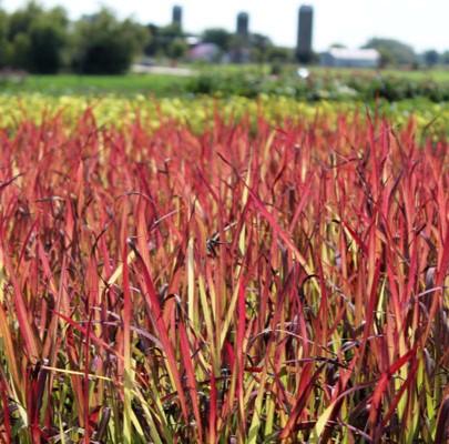 Imperata koenigii 'Red Baron' - Japanese Blood Grass from Hoffie Nursery