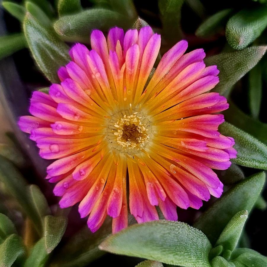 Delosperma Ocean Sunset™ 'Orange Glow' - Ice Plant from Hoffie Nursery