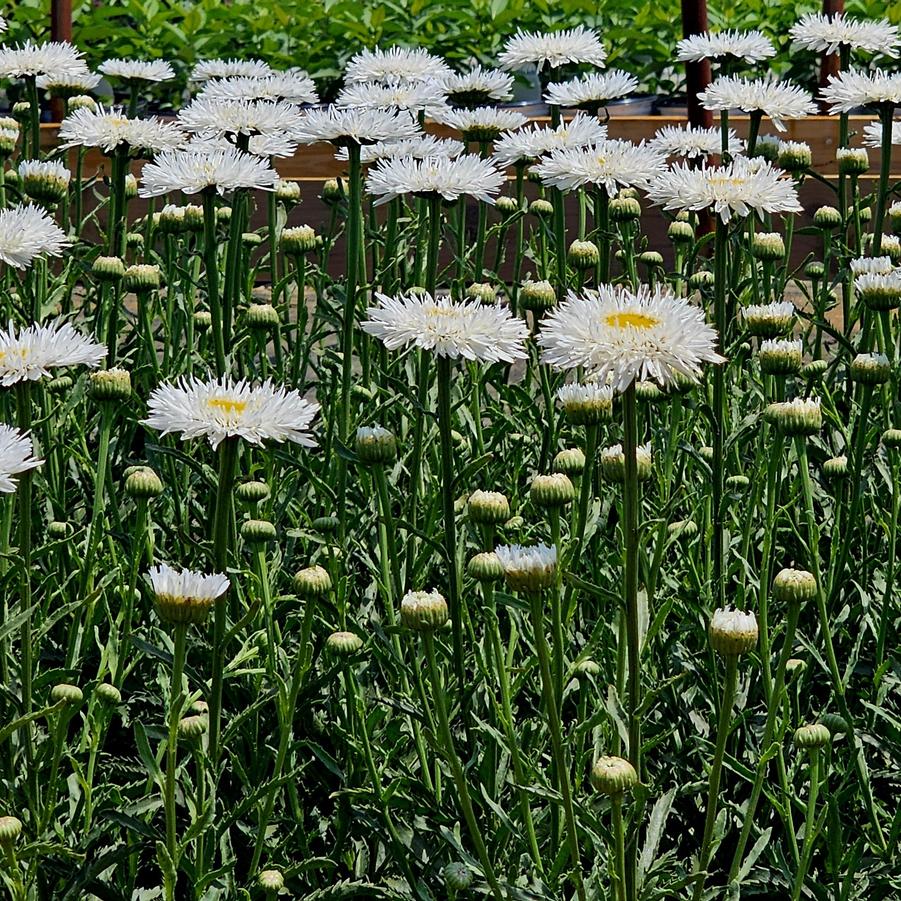Leucanthemum superbum 'Sante' - Shasta Daisy from Hoffie Nursery