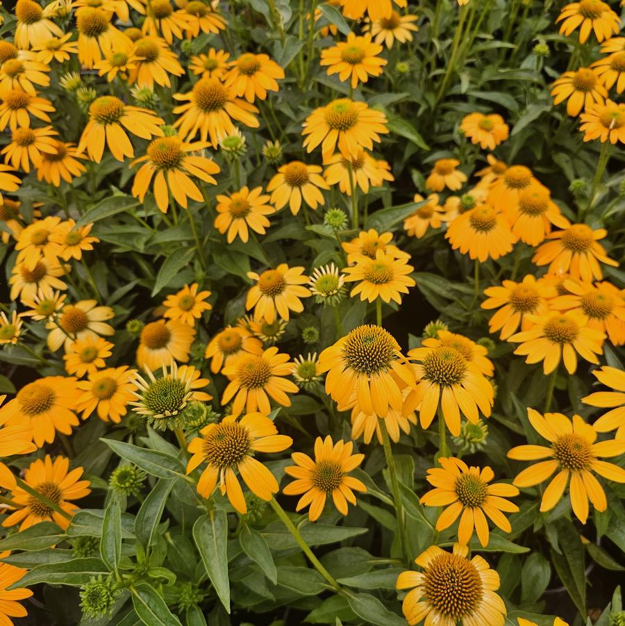 Echinacea Artisan® Yellow Ombre Artisan® - Coneflower from Hoffie Nursery