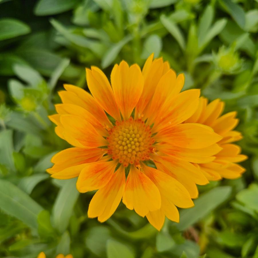 Gaillardia aristata Spintop® Mango Spintop® - Blanket Flower from Hoffie Nursery