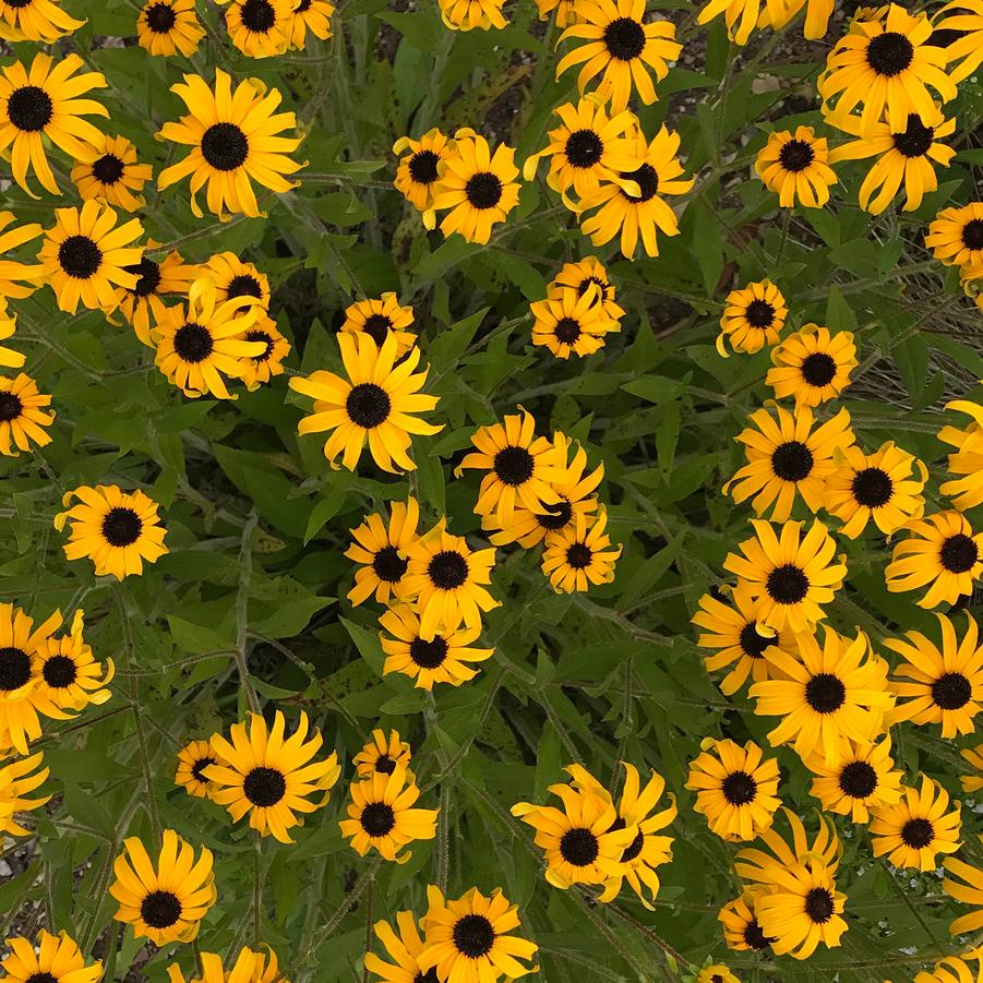 Rudbeckia 'American Gold Rush' - Black Eyed Susan from Hoffie Nursery