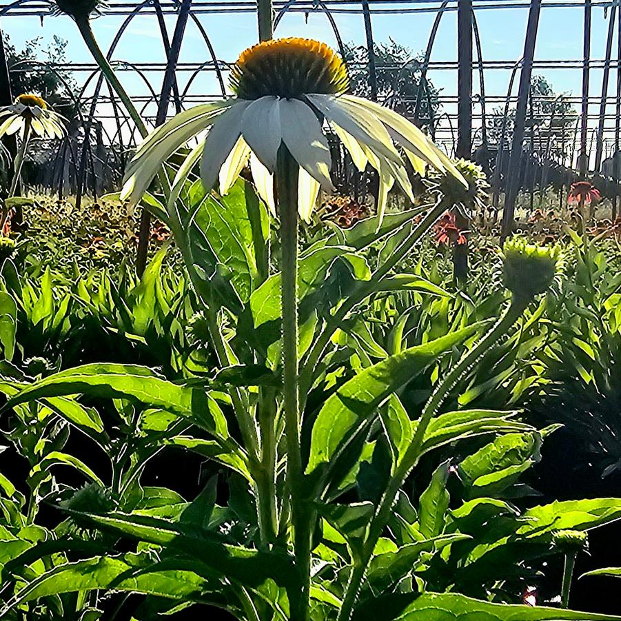 Echinacea purpurea 'White Swan' - White Coneflower from Hoffie Nursery