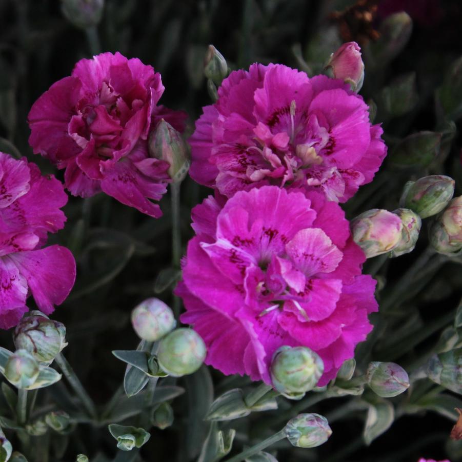Dianthus 'Edgehog' - Variegated Cheddar Pinks from Hoffie Nursery