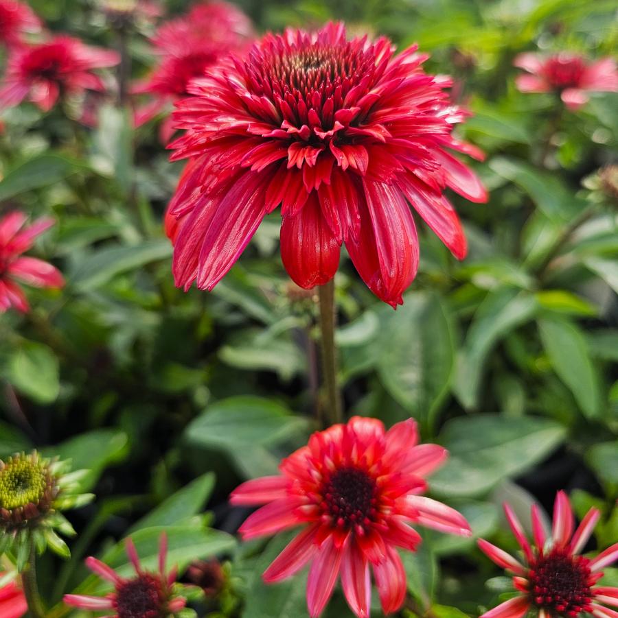 Echinacea Raspberry Deluxe Double Scoop™ - Double Coneflower from Hoffie Nursery