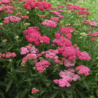 Achillea Rose New Vintage 
