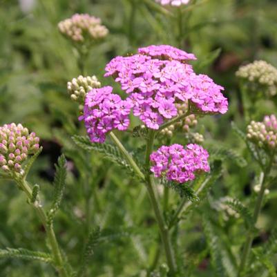 Achillea millefolium Pretty Belinda