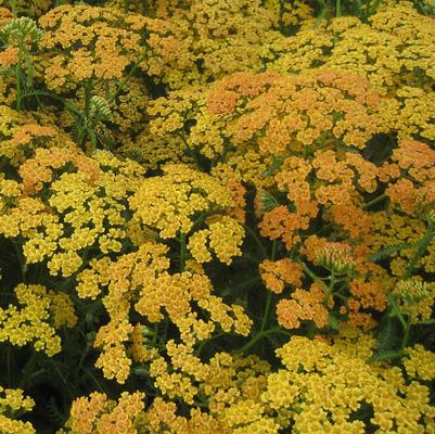 Achillea millefolium Terra Cotta