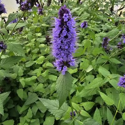 Agastache Black Adder