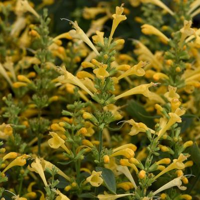Agastache mexicana Summerlong™ Lemon