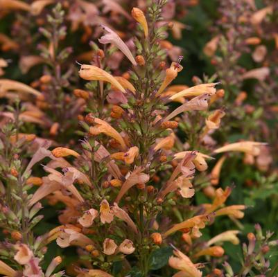 Agastache mexicana Summerlong™ Peach