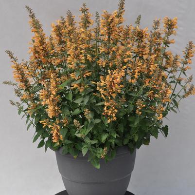 Agastache Yellow Sunrise® 