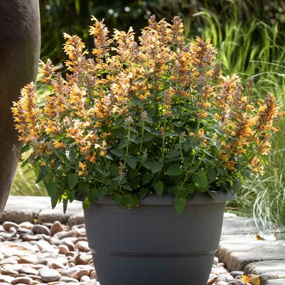 Agastache Orange Sunrise® 