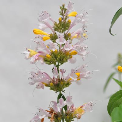 Agastache White Sunrise® 