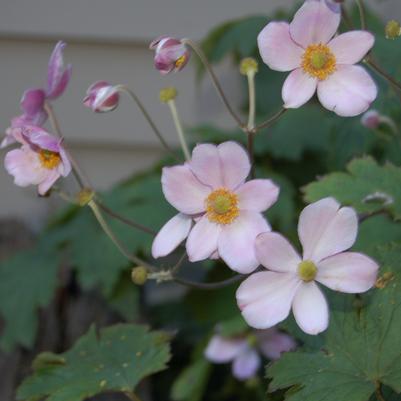 Anemone tomentosa Robustissima