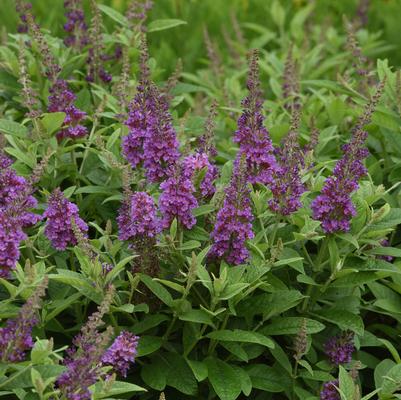 Buddleia davidii Chrysalis™ Blue