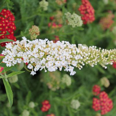 Buddleia davidii White Profusion