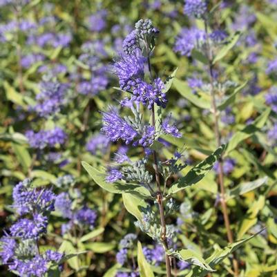 Caryopteris clandonensis Longwood Blue