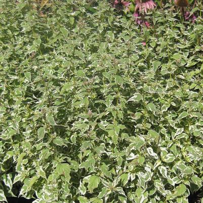 Caryopteris divaricata Snow Fairy