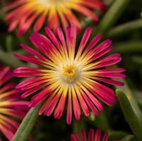 Delosperma Delmara® Red 
