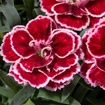 Dianthus Crush Burgundy Constant Beauty® 