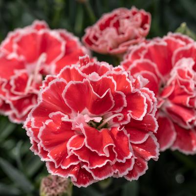 Dianthus Crush Orange Constant Beauty® 