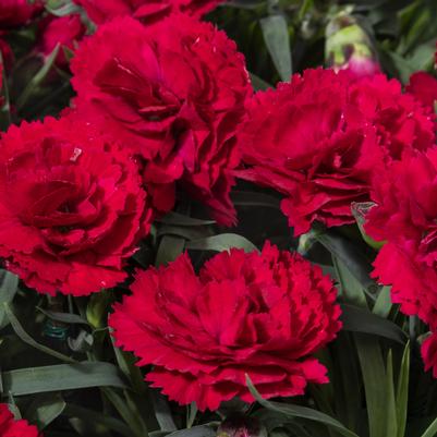 Dianthus Red Constant Beauty® 