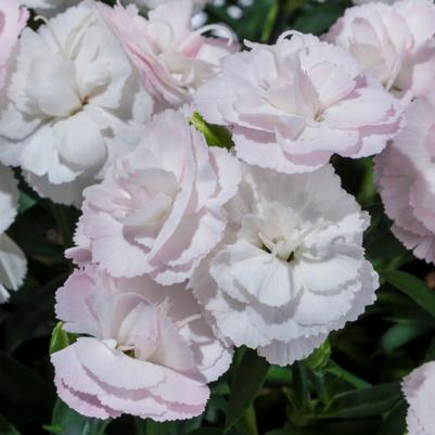 Dianthus Constant Cadence® White