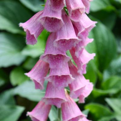 Digitalis mertonensis 