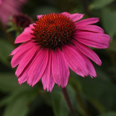 Echinacea Sombrero® Rosada Sombrero® 