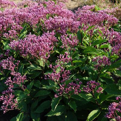 Eupatorium purpureum Euphoria™ Ruby