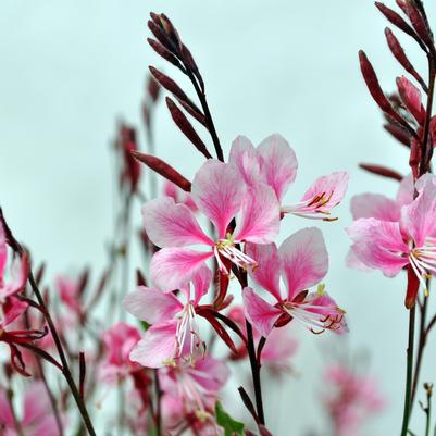 Gaura Pink Bantam™ 