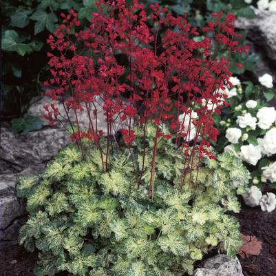 Heuchera Hercules