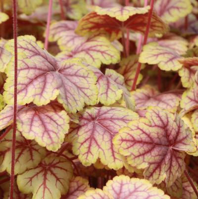 Heuchera Circus
