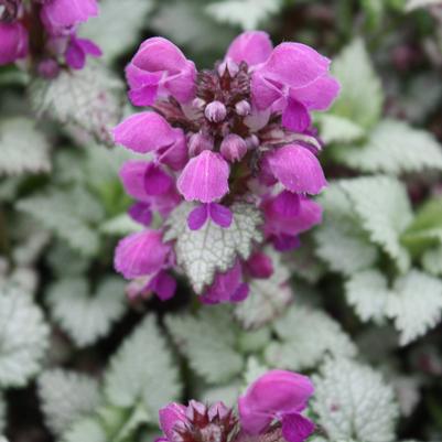 Lamium maculatum Ghost