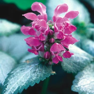 Lamium maculatum Purple Dragon