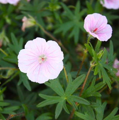 Geranium sanguineum var. striatum 