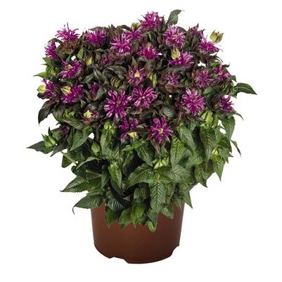 Monarda didyma Pocahontas™ Deep Purple