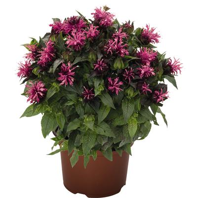 Monarda didyma Pocahontas™ Pink