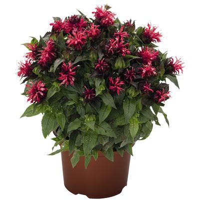 Monarda didyma Pocahontas™ Red Rose