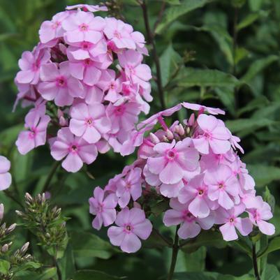 Phlox paniculata Thai Pink Jade