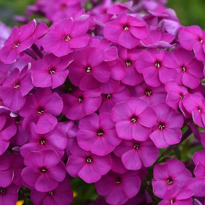 Phlox paniculata Purple Super Ka-Pow™ 