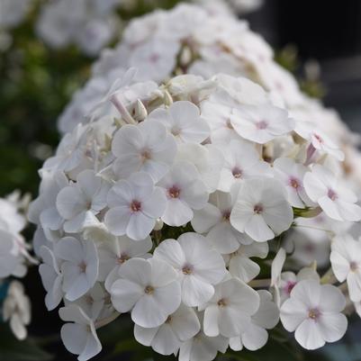 Phlox paniculata Super Ka-Pow™ White