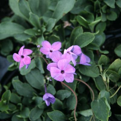 Phlox stolonifera Sherwood Purple