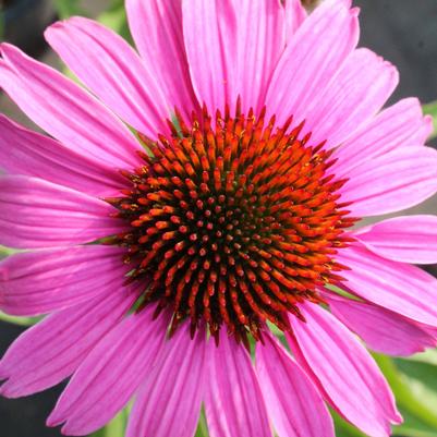 Echinacea purpurea Magnus