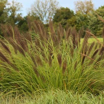 Pennisetum alopecuroides Red Head